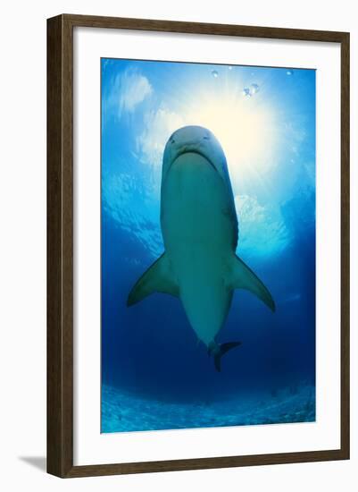 Shark-null-Framed Photographic Print