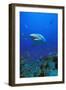 Shark-null-Framed Photographic Print