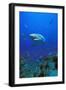 Shark-null-Framed Photographic Print