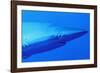 Shark-null-Framed Photographic Print