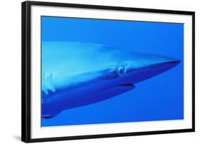 Shark-null-Framed Photographic Print