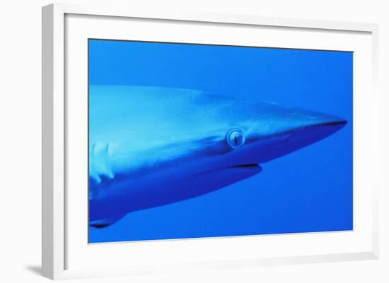 Shark-null-Framed Photographic Print