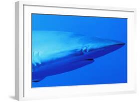 Shark-null-Framed Photographic Print