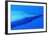 Shark-null-Framed Photographic Print