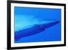 Shark-null-Framed Photographic Print