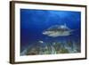 Shark-null-Framed Photographic Print