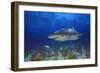 Shark-null-Framed Photographic Print