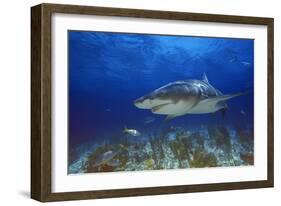 Shark-null-Framed Photographic Print