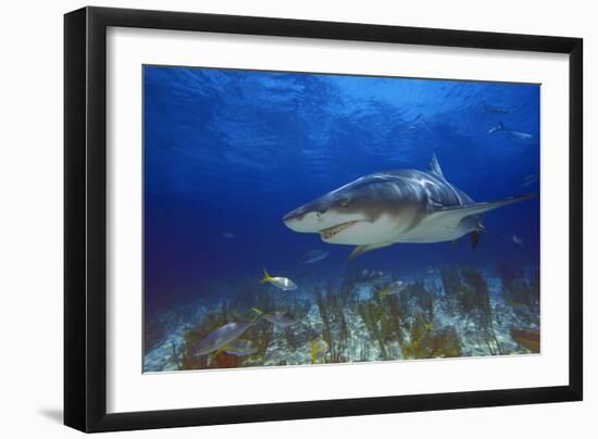 Shark-null-Framed Photographic Print