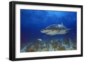 Shark-null-Framed Photographic Print