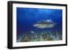 Shark-null-Framed Photographic Print