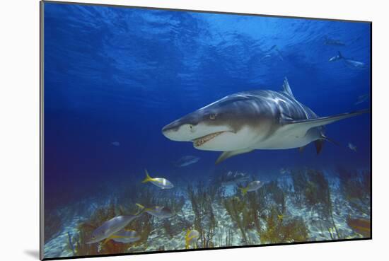 Shark-null-Mounted Photographic Print