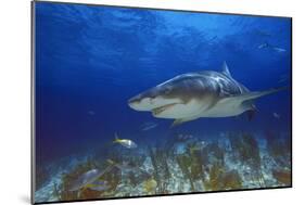 Shark-null-Mounted Photographic Print
