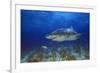 Shark-null-Framed Photographic Print