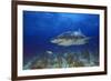 Shark-null-Framed Photographic Print