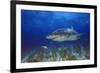 Shark-null-Framed Photographic Print