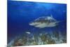 Shark-null-Mounted Photographic Print