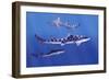 Shark-null-Framed Photographic Print