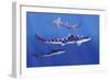 Shark-null-Framed Photographic Print