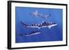 Shark-null-Framed Photographic Print