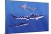 Shark-null-Mounted Photographic Print