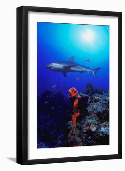 Shark-null-Framed Photographic Print