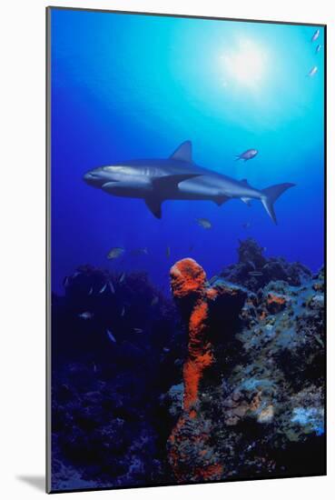 Shark-null-Mounted Photographic Print
