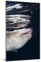 Shark-null-Mounted Photographic Print