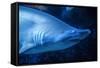 Shark-Karyn Millet-Framed Stretched Canvas