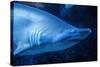 Shark-Karyn Millet-Stretched Canvas