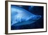 Shark-Karyn Millet-Framed Photographic Print