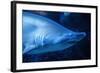 Shark-Karyn Millet-Framed Photographic Print