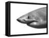 Shark-sean gladwell-Framed Stretched Canvas