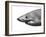 Shark-sean gladwell-Framed Art Print