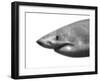 Shark-sean gladwell-Framed Art Print