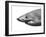 Shark-sean gladwell-Framed Art Print