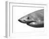 Shark-sean gladwell-Framed Art Print