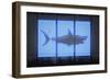 Shark-O.M.-Framed Giclee Print