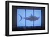 Shark-O.M.-Framed Giclee Print