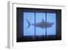 Shark-O.M.-Framed Giclee Print