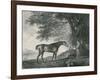 Sharke, Engraved by George Townley Stubbs (1756-1815) Pub. 1794-George Stubbs-Framed Giclee Print