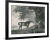 Sharke, Engraved by George Townley Stubbs (1756-1815) Pub. 1794-George Stubbs-Framed Giclee Print