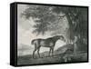 Sharke, Engraved by George Townley Stubbs (1756-1815) Pub. 1794-George Stubbs-Framed Stretched Canvas