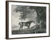 Sharke, Engraved by George Townley Stubbs (1756-1815) Pub. 1794-George Stubbs-Framed Giclee Print