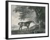 Sharke, Engraved by George Townley Stubbs (1756-1815) Pub. 1794-George Stubbs-Framed Giclee Print