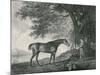 Sharke, Engraved by George Townley Stubbs (1756-1815) Pub. 1794-George Stubbs-Mounted Giclee Print