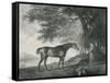 Sharke, Engraved by George Townley Stubbs (1756-1815) Pub. 1794-George Stubbs-Framed Stretched Canvas