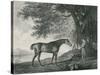 Sharke, Engraved by George Townley Stubbs (1756-1815) Pub. 1794-George Stubbs-Stretched Canvas