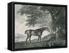 Sharke, Engraved by George Townley Stubbs (1756-1815) Pub. 1794-George Stubbs-Framed Stretched Canvas