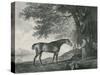 Sharke, Engraved by George Townley Stubbs (1756-1815) Pub. 1794-George Stubbs-Stretched Canvas